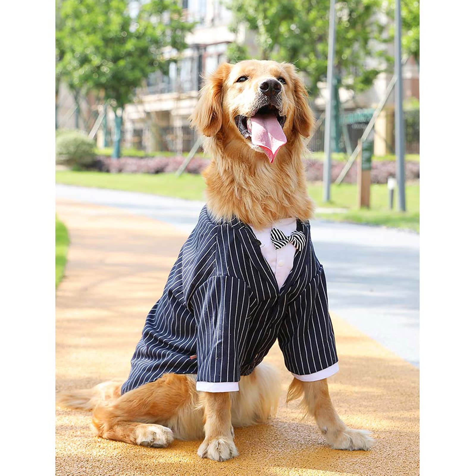Amazon.co.jp: 小型/中型/大型犬のスーツのドレス、ラブラドール、黄金